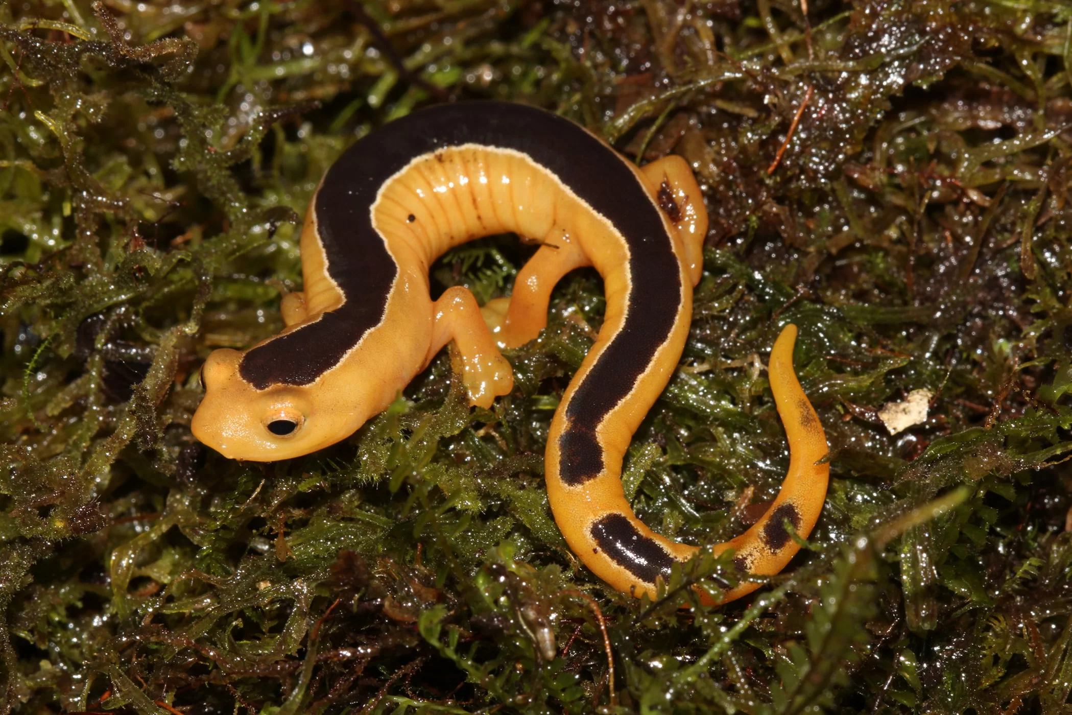 Lost Salamanders Discovered