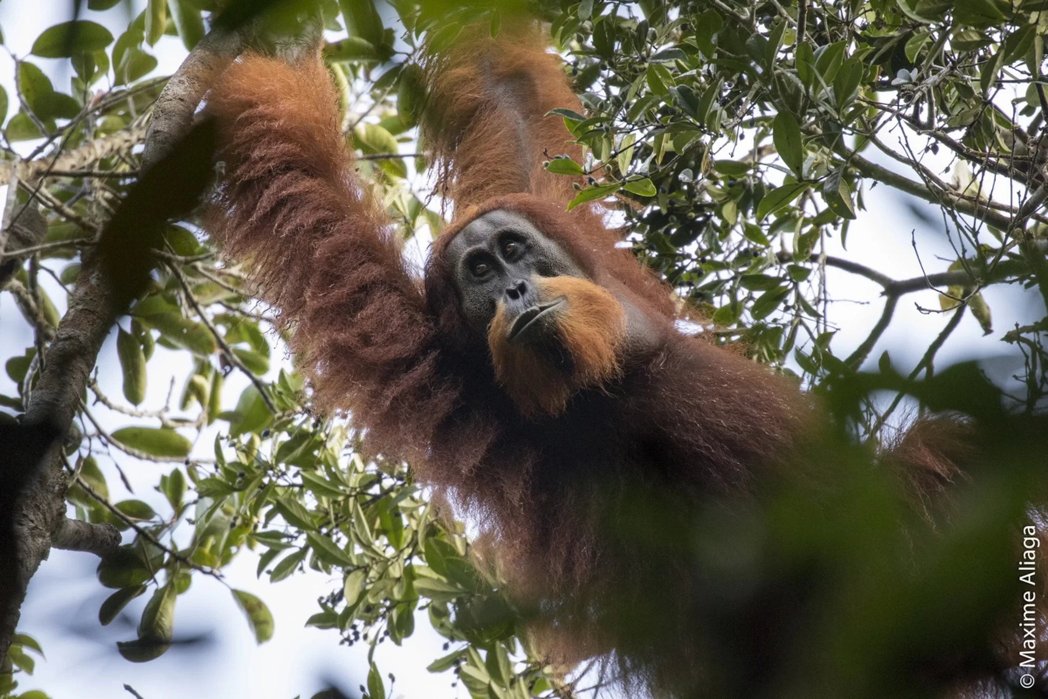 New Orangutan Species Is Wo...